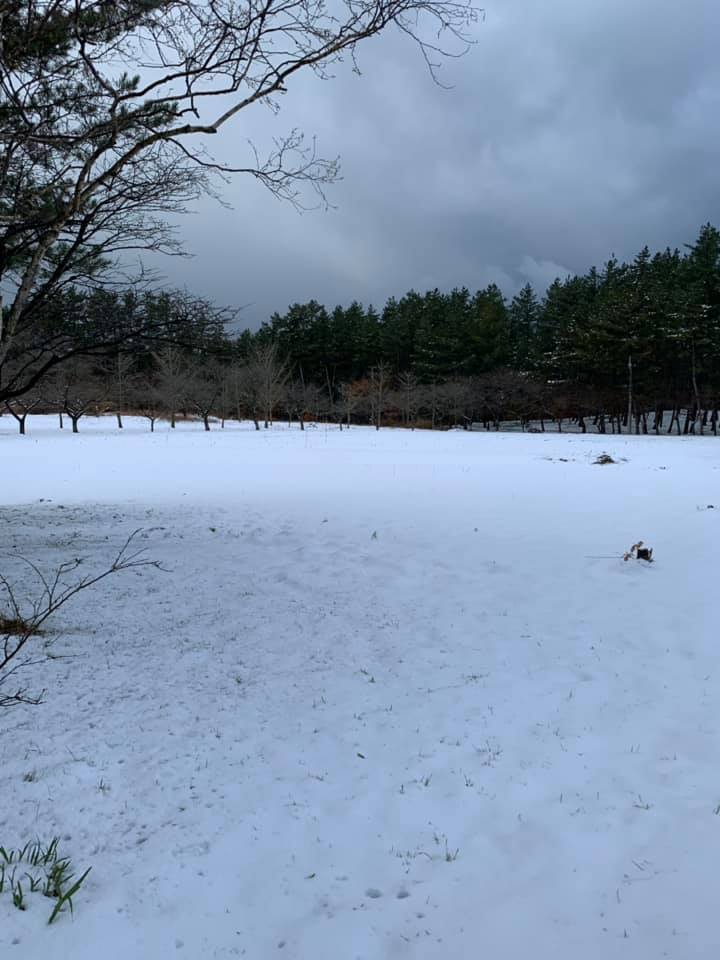 チューリップは雪の下 庄内チューリップ倶楽部